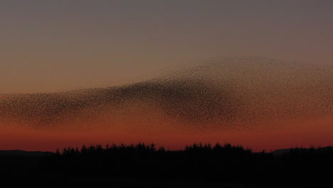 Massive-murmuration-of-starlings-against-the-evening-sky-in-Cumbria-UK