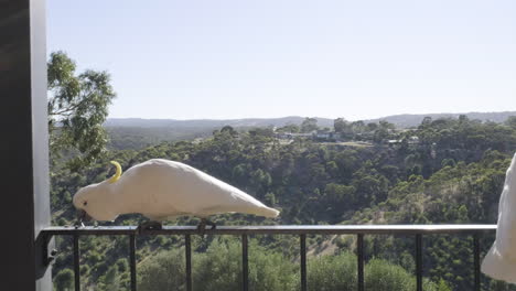 Sliding-shot-of-cockatoos-eating-on-a-balcony-in-the-hills-in-South-Australia