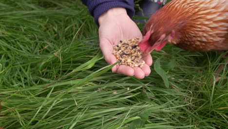 Slow-motion-chicken-being-hand-fed-in-field