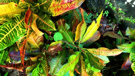 Schöne-Tropische-Pflanzenwelt-In-Der-Karibik-In-Zeitlupe