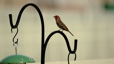 An-adult-male-house-or-purple-finch-perched-on-a-post-very-alert
