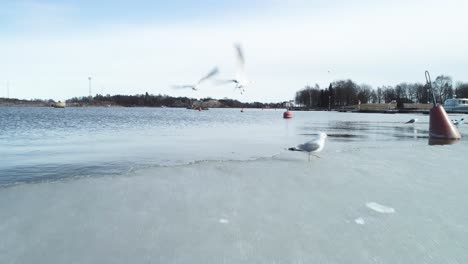 Moving-shot-of-some-birds-standing-and-flying-from-an-ice-shelf-in-Helsinki,-Finland