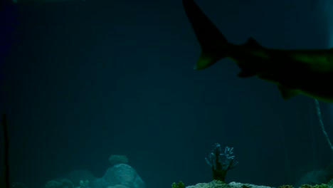 Einzelner-Hai-Schwimmt-Auf-Die-Kamera-Zu