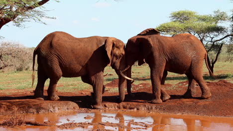 A-small-group-of-elephants,-Loxodonta-africana-wrestle