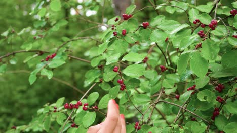 An-attractive-brunette-woman-looking-closely-and-examining-a-green-bush-with-small-red-berries-in-the-forest
