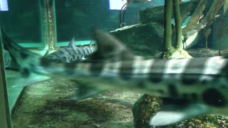Blick-Auf-Fische-Im-Aquarium-Des-Zoos