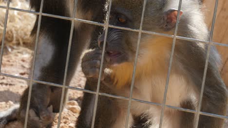 Close-up-view-of-a-baby-mandrill-behind-cage-bars-in-captivity-as-it-forages-on-the-ground-for-and-eats