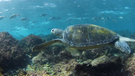 Eine-Schildkröte-Schwimmt-Im-Flachen-Wasser,-Während-Schwärme-Von-Silberfischen-Im-Sonnenlicht-Vorbeischwimmen