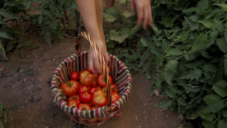 Harvesting-tomatoes-in-organic-vegetable-garden