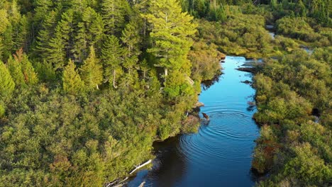 Aerial-drone-shot-of-a-moose-cow-with-two-young-calves-being-chased-by-a-bull-across-a-blue-stream-surrounded-by-green,-red-and-golden-autumn-forest-trees-in-the-Maine-wilderness