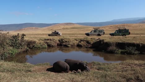 A-slow-motion-clip-of-two-Hippopotamus,-Hippo-or-Hippopotamus-amphibius-resting-alongside-a-small-waterhole-with-Safari-Vehicles-driving-past-during-migration-season-in-the-Ngorongoro-crater-Tanzania