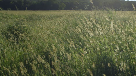 camera-drifts-through-wild-grass-in-a-field-at-golden-hour-gently-blowing-in-the-breeze