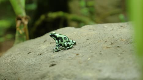 Close-up-shot-of-green-and-black-poison-frog-jumping-on-rock