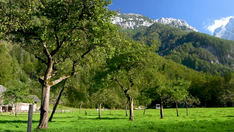 Apple-orchard-in-autumn,-mountains-in-background,-Logarska-dolina,-Slovenia,-slow-pan-left-to-right