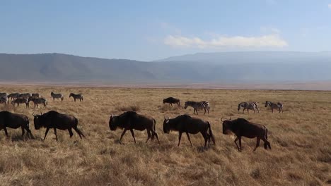 A-slow-motion-clip-of-a-herd-wildebeest,-Connochaetes-taurinus-or-Gnu-marching-across-a-open-plain-during-migration-season-in-the-Ngorongoro-crater-Tanzania