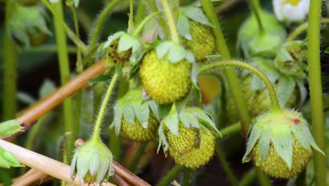 Tiny-grasshopper-hops-across-an-unripe-strawberry-plant-close-up