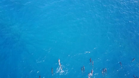 Eine-Gruppe-Delfine-Schwimmt-Ins-Bild