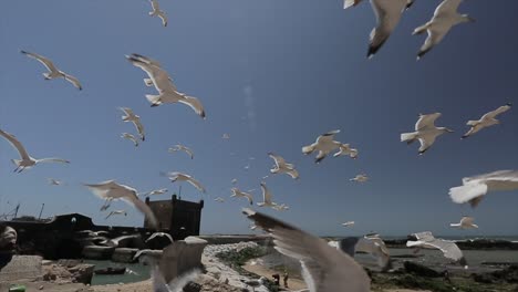 Gaviotas-Volando-Cerca-En-Essaouira