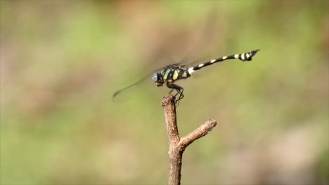 Beautiful-Dragonfly--.