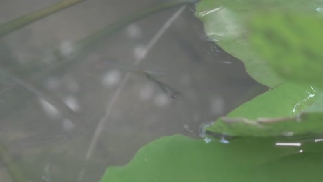 Guppy-Fish-and-Lotus-Leaf
Macro-Shot