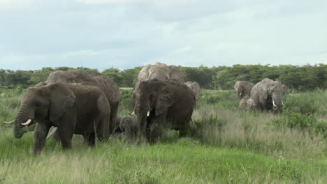 African-Elephant-family-eating-in-grasslands,-Amboseli-N