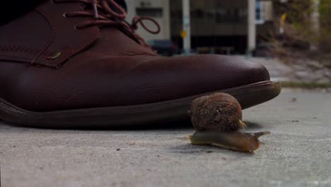 A-snail-on-the-sidewalk-in-the-middle-of-a-city-almost-getting-squished