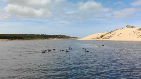 A-moving-forward-aerial-shot-of-a-group-of-black-swans-swimming-in-an-estuary-among-sand-dunes