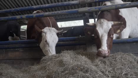 Two-Cows-in-a-Barn-Eating-Hay,-on-an-Organic-Dairy-Farm
