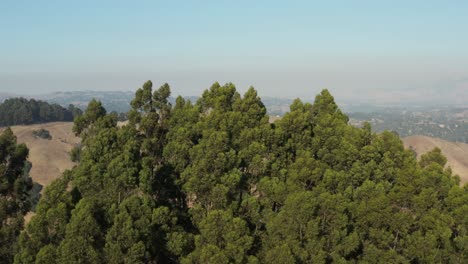 Rising-over-Large-Eucalyptus-trees-in-Berkeley-hills-aerial-Northern-California