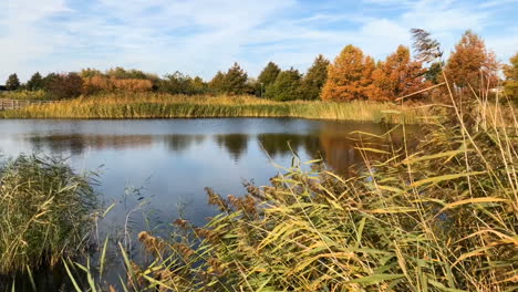 Autumn-view-of-the-lake-overgrown-with-reeds