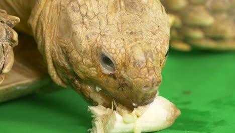 Close-up-of-a-Sulcata-African-Spurred-Tortoise-eating-a-banana-and-showing-tongue-on-green-chroma-key-screen