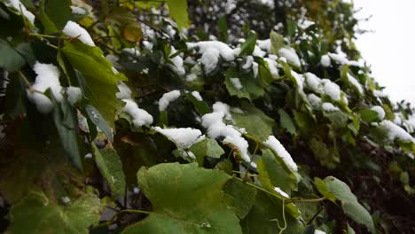 Primera-Nieve-Cayendo-Sobre-Uvas-Y-Hojas-De-Vid.