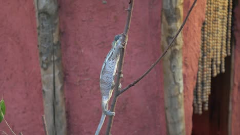 chameleon-climbing-a-small-branch