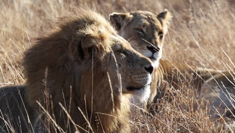 Close-up-of-a-male-and-female-lion-laying-together-in-the-grass-watching-their-surroundings-in-the-African-wild
