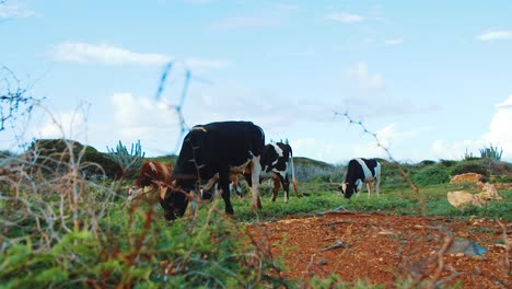 Black-cows-eating-grass-in-wilderness-landscape,-Handheld-Pan-from-behind-bush