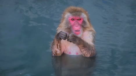 Affen-Onsen,-Video-Aufgenommen-In-Hakodate-–-Februar-2019-Nahaufnahme-Eines-Affen,-Der-Sich-In-Der-Heißen-Quelle-Amüsiert-Und-Im-Heißen-Pool-Kaut