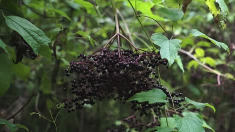 Elderberries-revealed-by-removing-obstruction