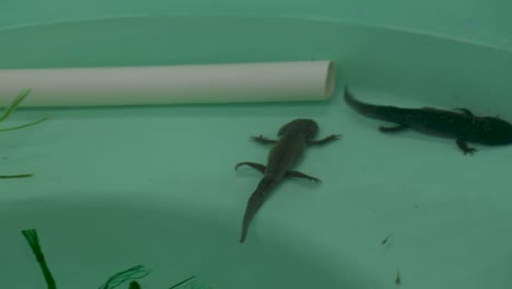 Axolotl-Schwimmt-Im-Wassertank