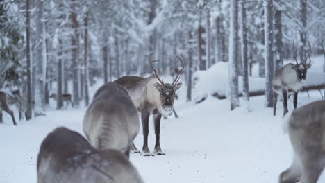 Slow-motion-of-a-reindeer-standing-still-among-other-reindeer-and-looking-around-in-Lapland-Finland