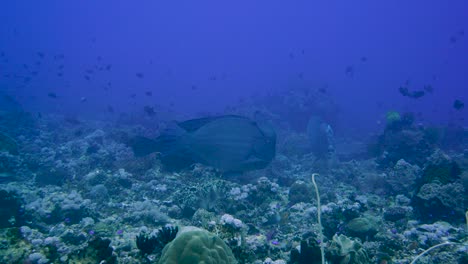 Ein-Schwarm-Großer-Büffelkopf-Papageienfische,-Der-Die-Korallen-Am-Meeresboden-Frisst