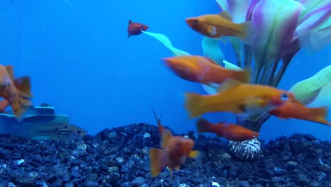 Closeup-of-goldfish-and-whitefish-swimming-across-a-tank