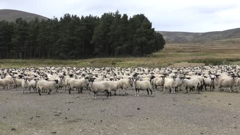 Sheep-flock-gathered-for-dipping