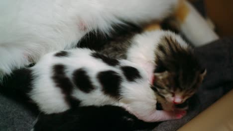 1-week-old-kittens-cuddle-and-suckle-at-their-mother