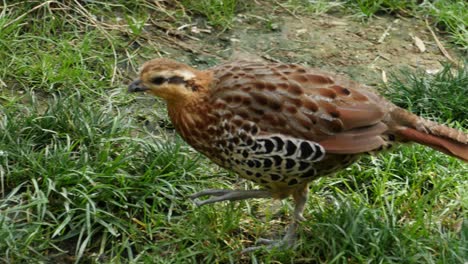 Mountain-Bamboo-Partridge-forages