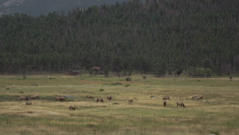 Heard-of-elk-in-field