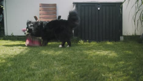 Australischer-Schäferhund-Kämpft-An-Einem-Sonnigen-Tag-Mit-Einem-Kissen-Im-Garten