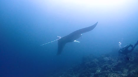 two-giant-mantas-are-very-curious-and-swims-to-take-a-closer-look-at-scuba-diver