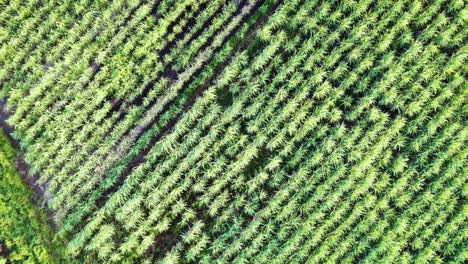 Drone-begins-low-over-sugarcane-crops-before-flying-straight-up-revealing-many-rows-of-sugarcane-crops
