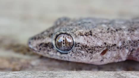 Panning-close-up-side-view-of-speckled-gecko-lizard-head-and-body