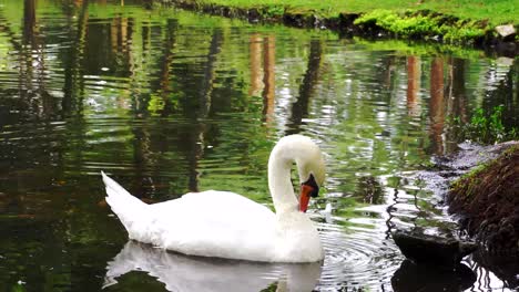 beautiful-white-swan-on-pond